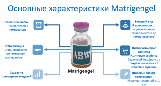 3D-культивирование: предлагаем комплексные решения от лабораторий до биопроизводства
