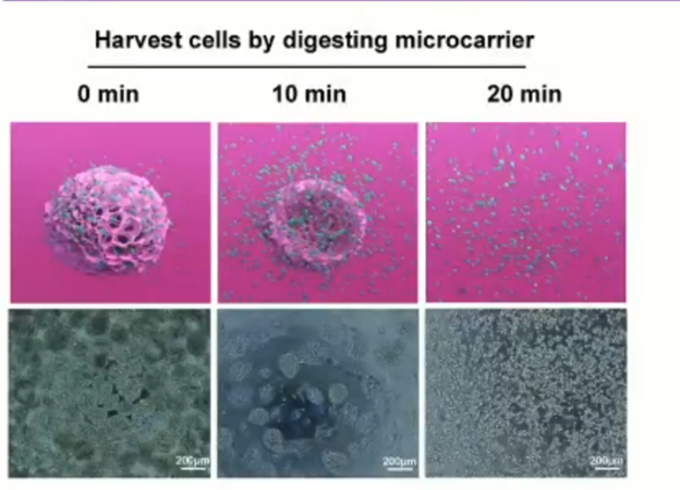 3D-культивирование: предлагаем комплексные решения от лабораторий до биопроизводства