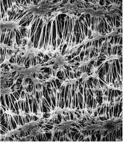 Мембрана, d пор 0,22 мкм, d мембраны 25 мм, политетрафторэтилен (PTFE), гидрофильная, нестерильная, 100 шт.