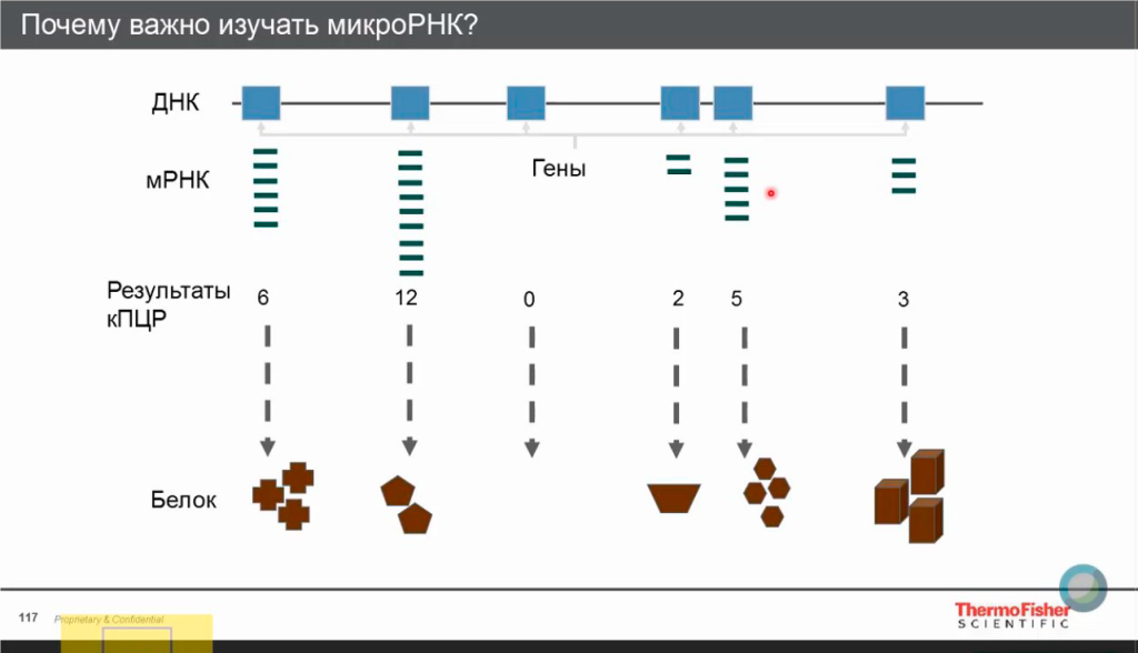 Почему важно изучать микроРНК