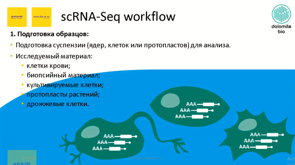 scRna-Seq workflow