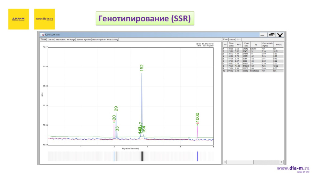 Генотипирование (SSR)