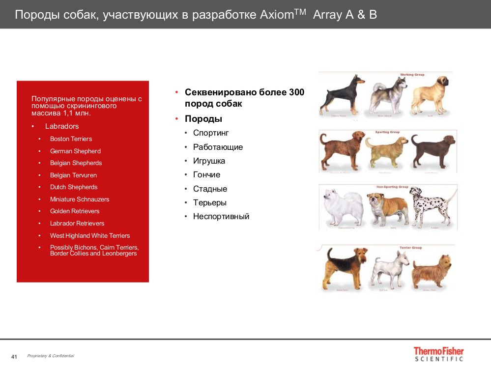 Породы собак