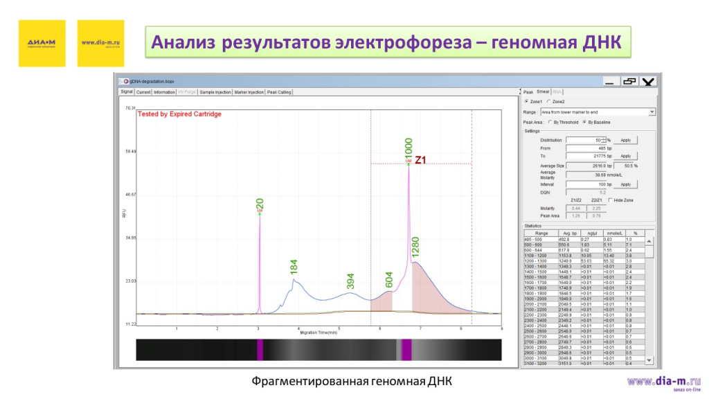 Анализ результатов электрофореза - геномная ДНК-2