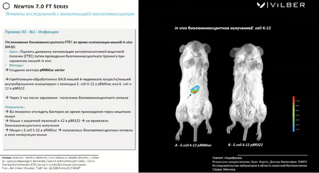 Пример исследования с визуализацией биолюминесценции