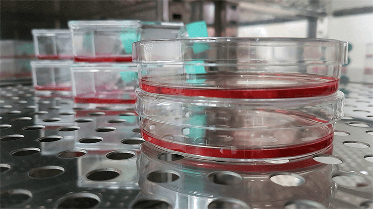 Стерилизация посуды, сред и окружения для культивирования