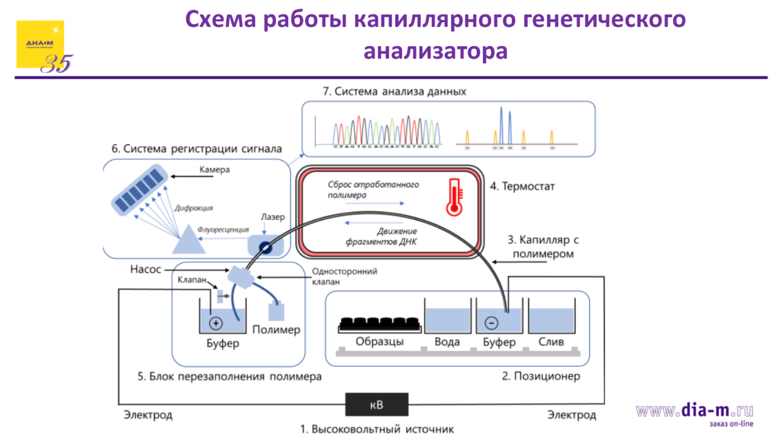 Схема работы капиллярного генетического анализатора