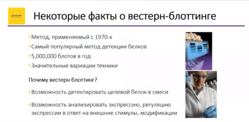 Некоторые факты о вестерн-блоттинге