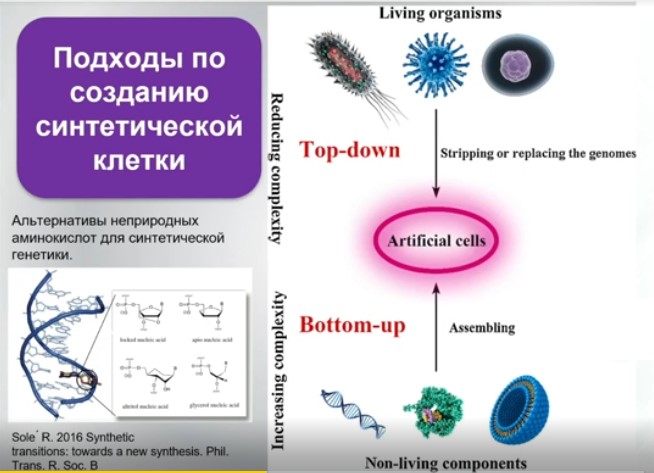 подходы по созданию синтетической клетки