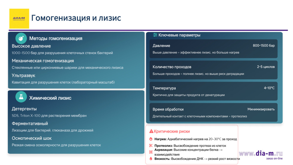 Лизис и гомогенизация