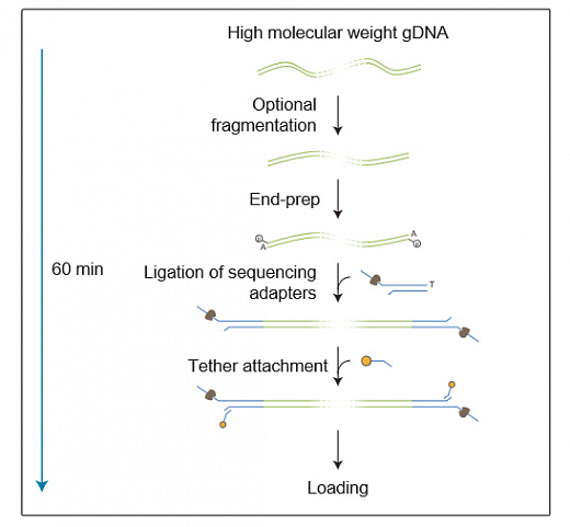 Набор для секвенирования ДНК с лигированием, Ligation Sequencing Kit