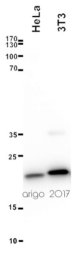 Вестерн-блоттинг: 20 мкг лизатов клеток HeLa и 3T3, окрашенных антителами anti-Bax antibody в разведении 1:3000.