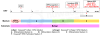Схема дифференцировки клеток hPSC-RPE с использованием набора для дифференцировки клеток hPSC-RPE