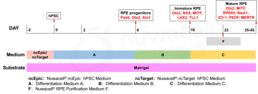 Схема дифференцировки клеток hPSC-RPE с использованием набора для дифференцировки клеток hPSC-RPE