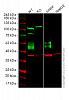 Клеточная линия Human CD47 knockout HEK293T cell line Фото 2