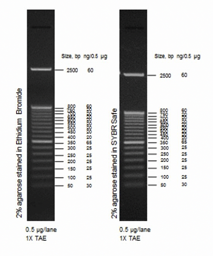 Маркер длин ДНК, 50 bp, 17 фрагментов от 50 до 2500 п.н., 0,5 мкг/мл Фото 1