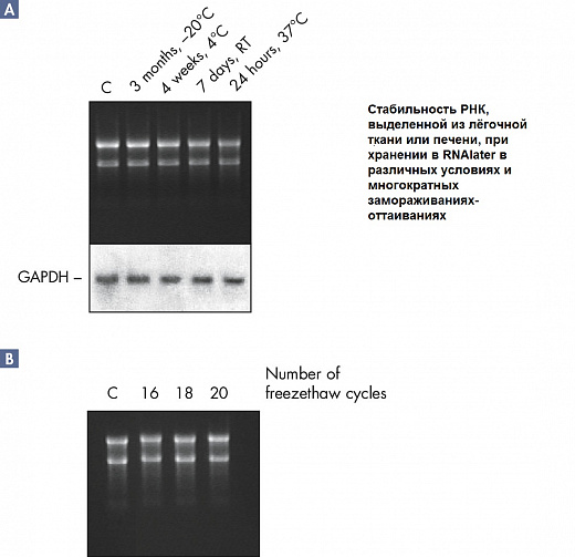 Реагент, стабилизирующий РНК в образцах животных тканей RNAlater Фото 2