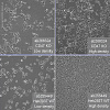Клеточная линия Human CD47 knockout HEK293T cell line Фото 4
