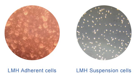 Бессывороточные среды SF501 для клеток LMH, Bioengine, Китай