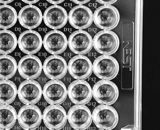 U-образное дно планшетов культуральных 96-лун. (крупный план), Nest, Китай