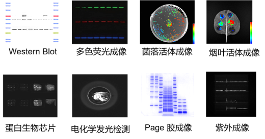 Гель- и хемидокументирующая система Chemi Dog ULTRA, тачскрин, лоток белого, синего, УФ света, Tanon