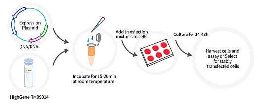 Трансфекционный реагент HighGene, Abclonal 