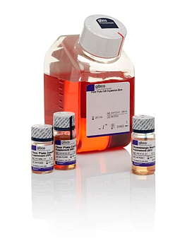 Набор PSC Dopaminergic Neuron Differentiation Kit, Thermo FS