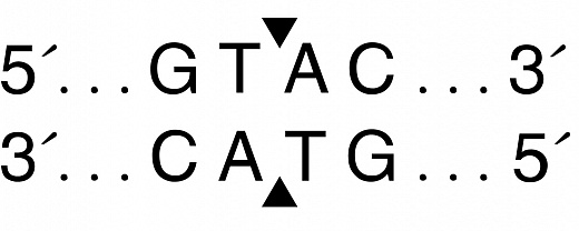  Эндонуклеаза рестрикции RsaI, 10 000 ед/мл, New England Biolabs