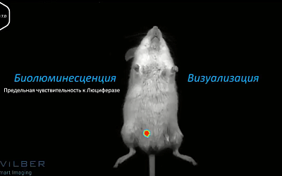 Оптическая томография как	доклинический метод визуализации процессов in vivo в организме мышей и крыс. Примеры применения Newton в исследованиях в онкологии, фармакологии, наномедицине (транскрибация вебинара от 4 апреля 2023 г.