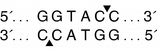 Эндонуклеаза рестрикции KpnI, 10 000 ед/мл, New England Biolabs