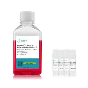 Набор для дифференцировки hPSC в нефроны hPSC-Nephron Differentiation Kit