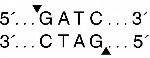 Эндонуклеаза рестрикции DpnII, 10 000 ед/мл, New England Biolabs