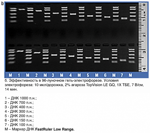 Маркер длин ДНК, FastRuler Low Range, 5 фрагментов от 50 до 1500 п.н., готовый к применению Фото 3