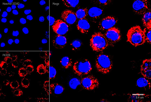Набор для мечения клеточных мембран красителем РКН26, оранжево-красный, Lumiprobe